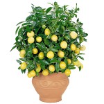 Cómo cultivar un limón en casa? Cómo cultivar un limón en casa?