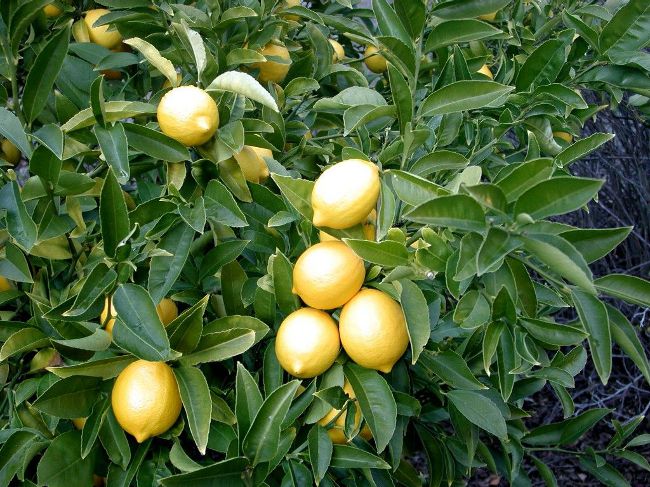 Cómo cultivar un limón en casa?