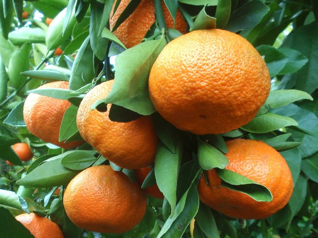 Cómo cultivar una mandarina de un hueso