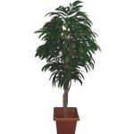 Cómo cultivar mango a partir de una piedra Cómo cultivar mango a partir de una piedra
