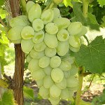 Cómo cultivar uvas