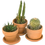 Cactus y cuídalos