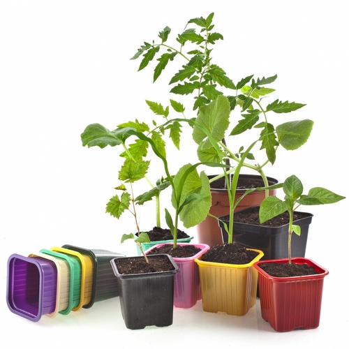 ¿Qué tipo de plántula cuando se planta?