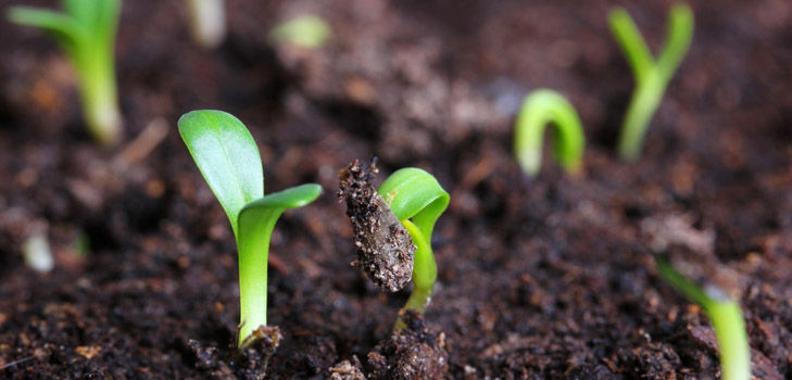 ¿Qué tipo de plántula cuando se planta?