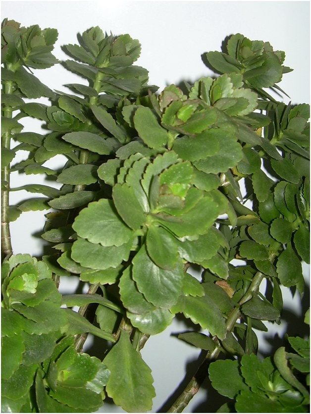 esquejes de Kalanchoe