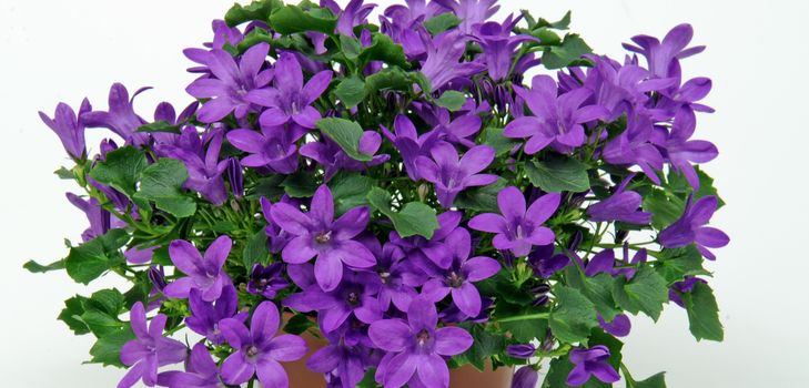 Cuidando la Campanula