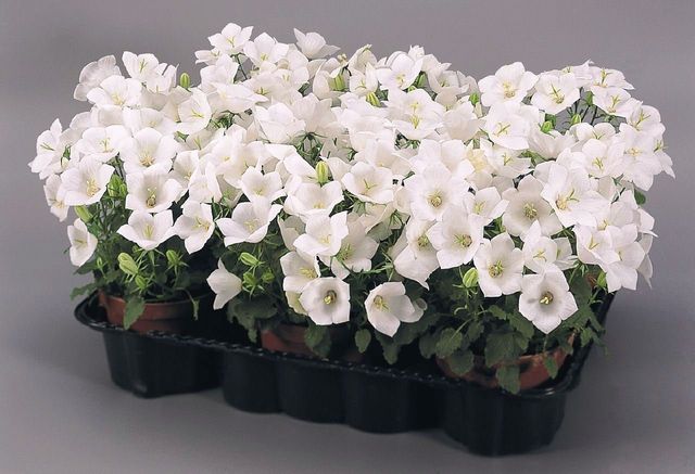 Cuidando la Campanula
