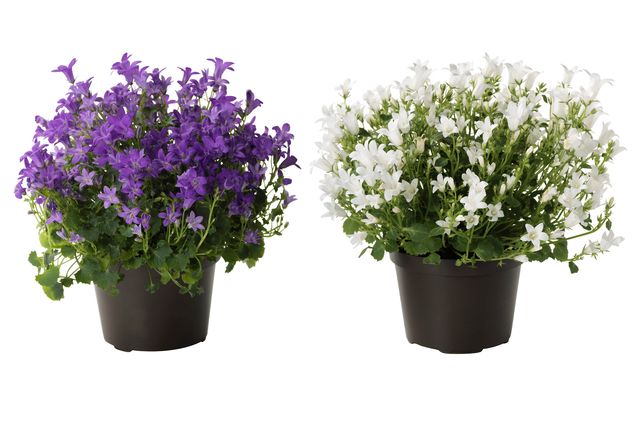 Cuidando la Campanula