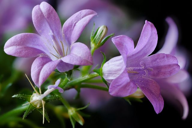 Campanula en casa - plantación y cuidado (video, foto): consejo a un floricultor principiante