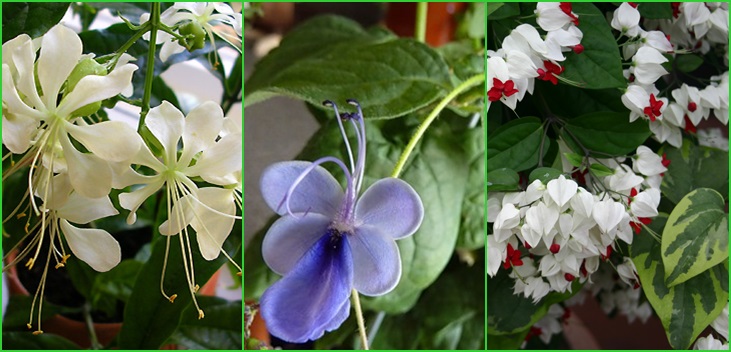 Clerodendrum: cuidado