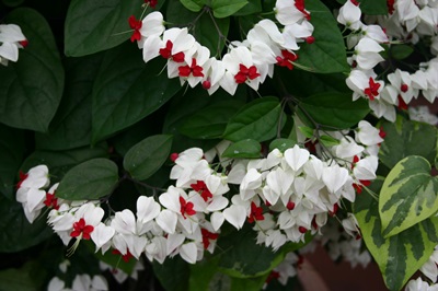 Clerodendrum: cuidado
