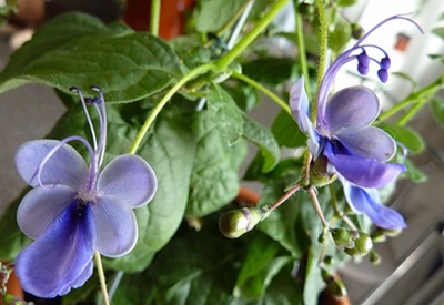 Clerodendrum: cuidado