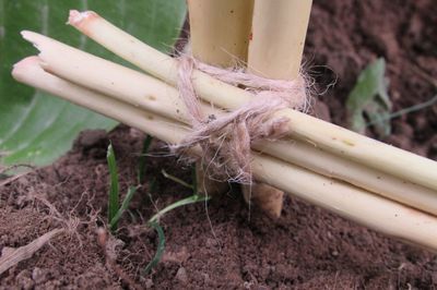 Cama de flores de la vid con sus propias manos