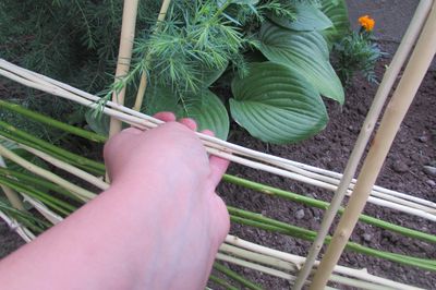 Cama de flores de la vid con sus propias manos