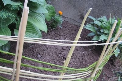 Cama de flores de la vid con sus propias manos