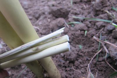 Cama de flores de la vid con sus propias manos