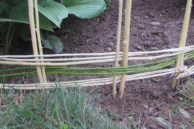 Cama de flores de la vid con sus propias manos