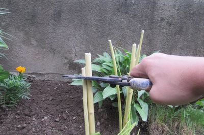 Cama de flores de la vid con sus propias manos