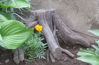 Cama de flores de la vid con sus propias manos