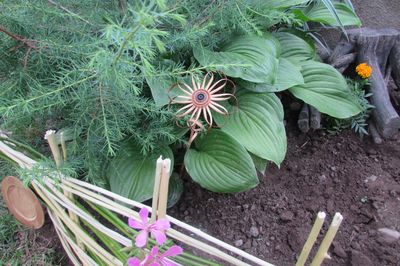 Cama de flores de la vid con sus propias manos