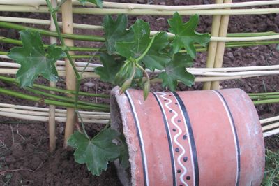 Cama de flores de la vid con sus propias manos