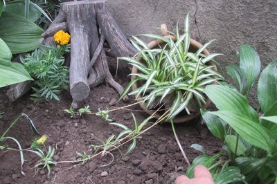 Cama de flores de la vid con sus propias manos