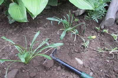 Cama de flores de la vid con sus propias manos