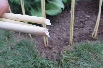 Cama de flores de la vid con sus propias manos