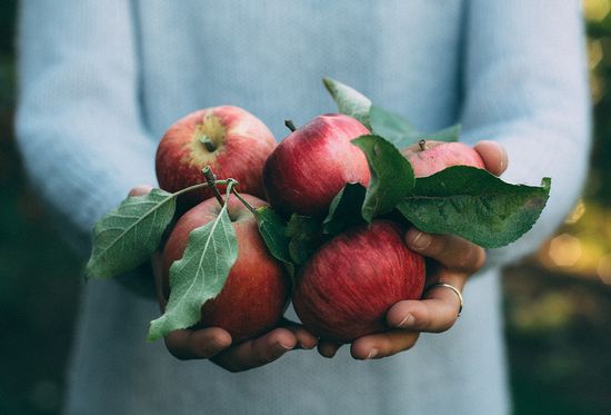 Cuándo y cómo cosechar manzanas