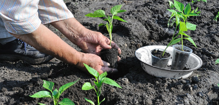 ¿Cuándo plantar plántulas en el campo abierto? ¿Cuándo plantar plántulas en el campo abierto?