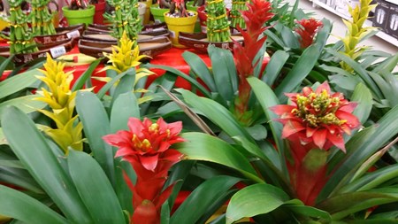Cómo cuidar la guzmania en casa Cómo cuidar la guzmania en casa
