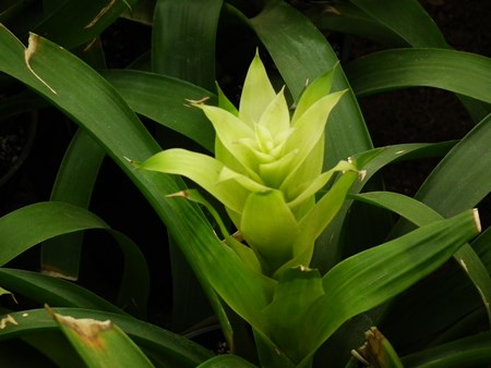 Guzmania: cómo cuidar la temporada de cría Guzmania: cómo cuidar la temporada de cría