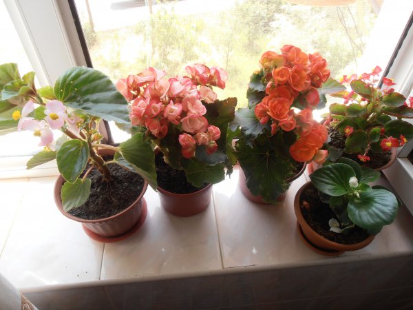 Begonia de flores de interior: cuidado en el hogar