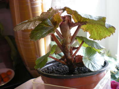 Begonia de flores de interior: cuidado en el hogar