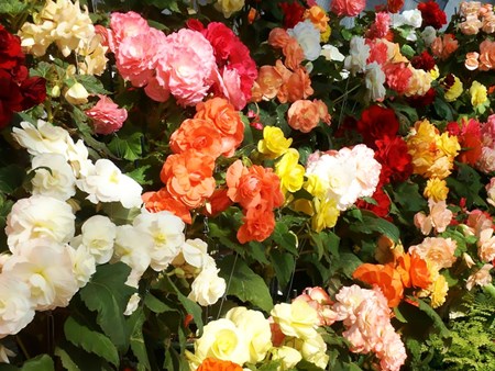 Begonia de flores de interior: cuidado en el hogar