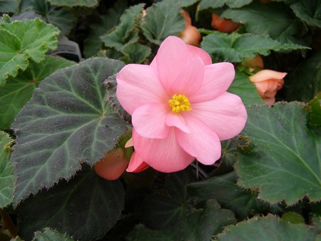 Begonia de flores de interior: cuidado en el hogar