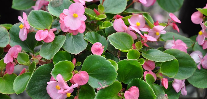 Begonia de flores de interior: cuidado en el hogar