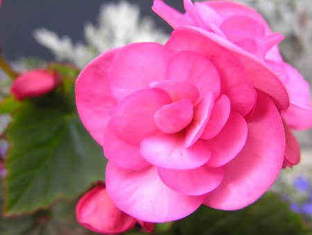 El mendigo begonia proviene de bosques tropicales y subtropicales Begonia de flores de interior: cuidado en el hogar