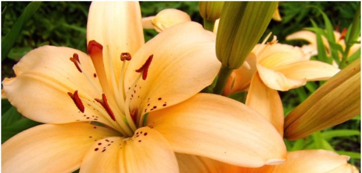 lirio de flores