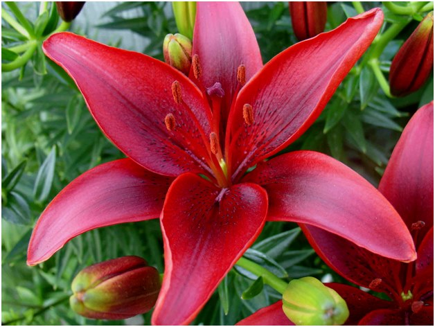 flor de lirio
