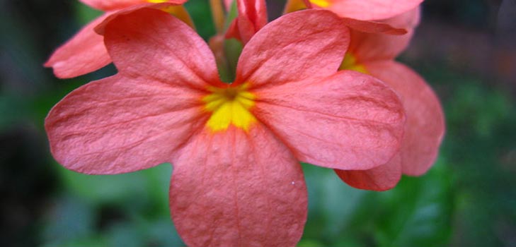 Crossandra: cuidado y foto