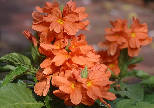 Crossandra: Especie