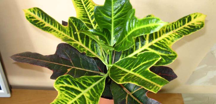 Croton: cuidado en el hogar