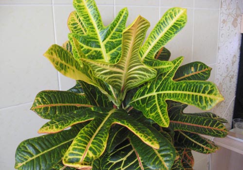 Croton: cuidado en el hogar