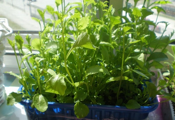 La decoración del jardín es una deliciosa lobelia. Aterrizaje y cuidado con fotos y videos