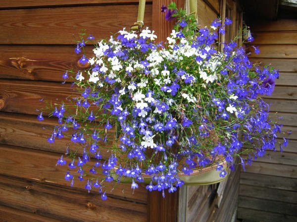 La decoración del jardín es una deliciosa lobelia. Aterrizaje y cuidado con fotos y videos