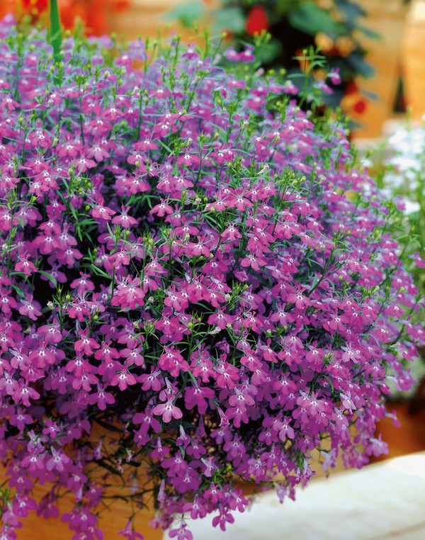 La decoración del jardín es una deliciosa lobelia. Aterrizaje y cuidado con fotos y videos