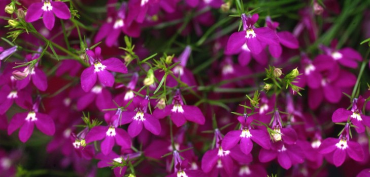 La decoración del jardín es una deliciosa lobelia. Aterrizaje y cuidado con fotos y videos