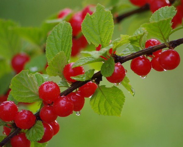 Las mejores variedades de cereza - descripción con foto