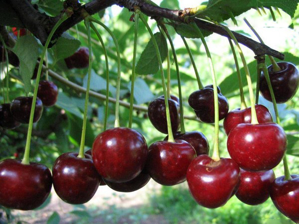 Las mejores variedades de cereza - descripción con foto